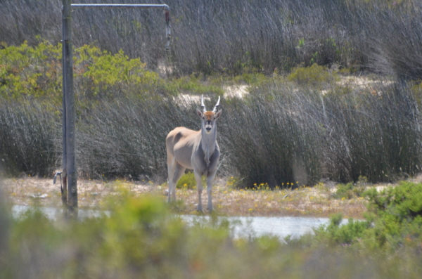 Common Eland