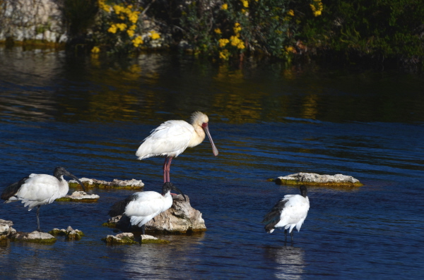 African Spoonbill & Sacred Ibis