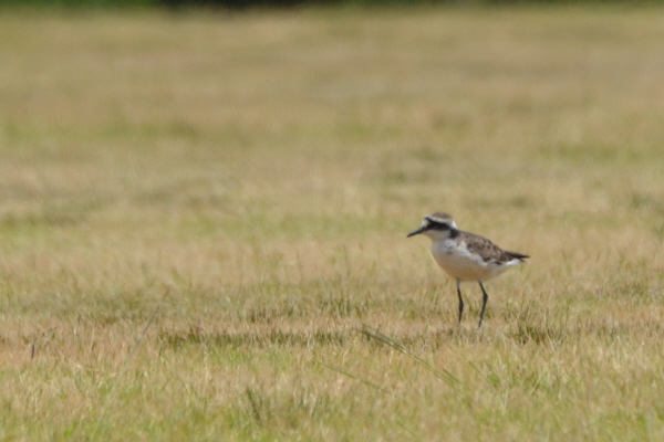 St Helena Plover
