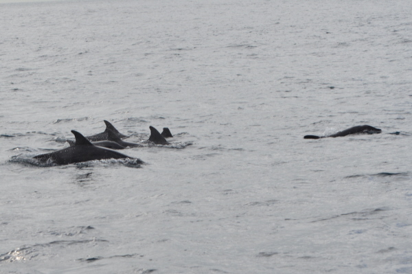 Dolphins (St Helena)