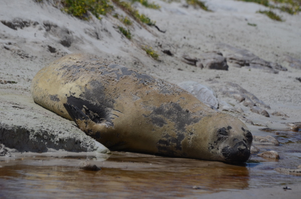 Elephant Seal (wrong continent)2