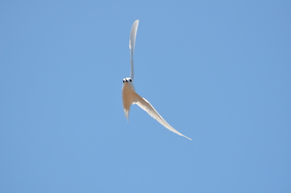 Fairy Tern