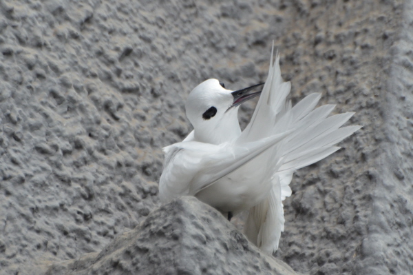 Fairy Tern