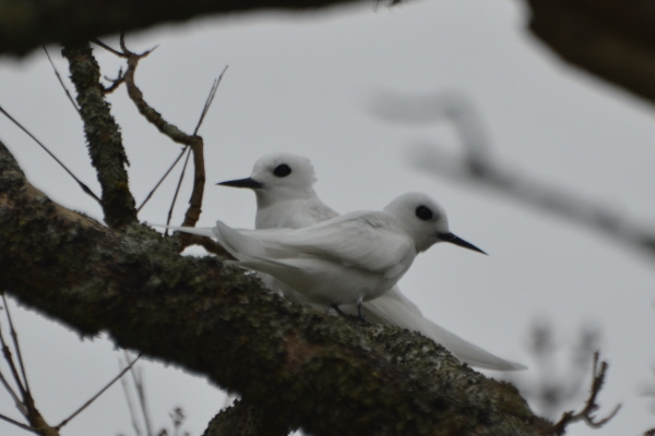 Fairy Terns