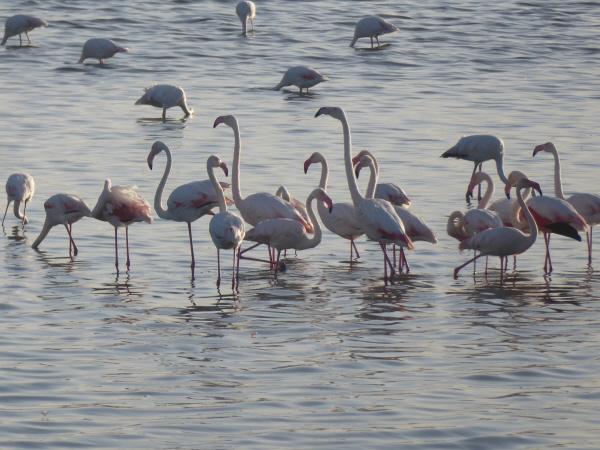 Greater Flamingoes