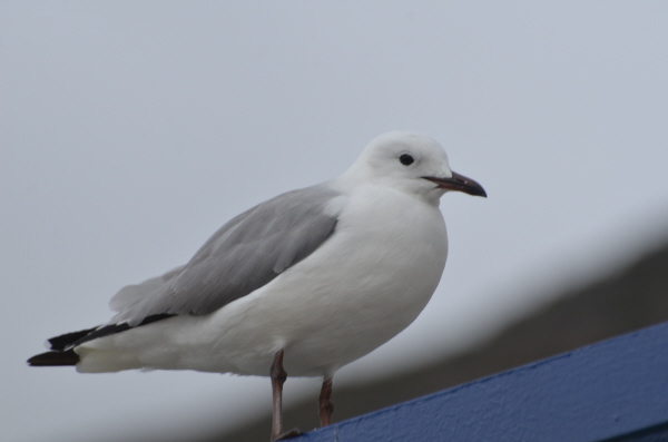 Hartlaub's Gull