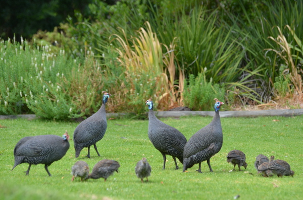 Helmeted Guineafowl & chicks