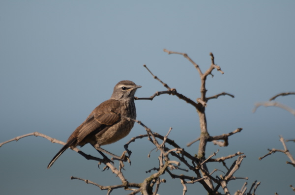 Karoo Scrub Robin