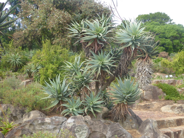 Kirstenbosch