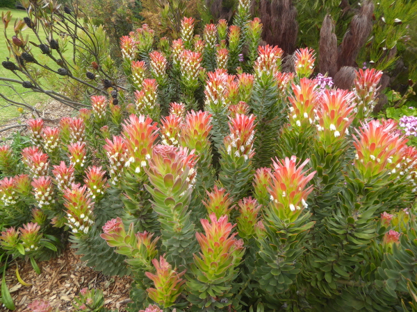 Kirstenbosch
