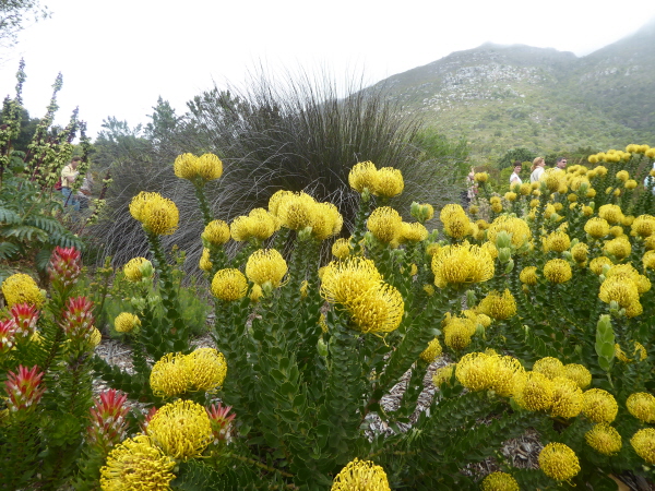 Kirstenbosch