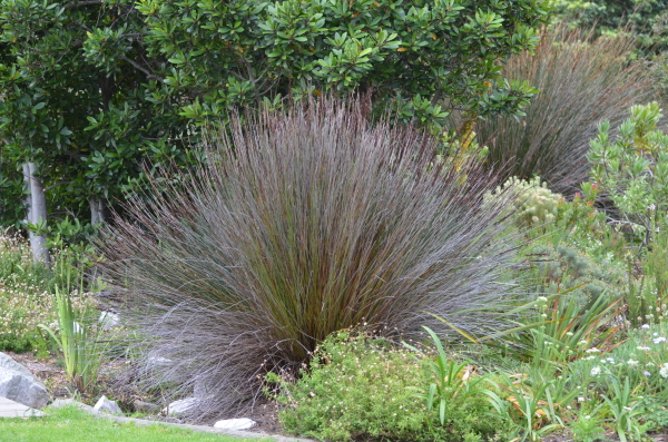 Harold Porter Garden