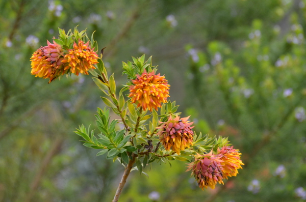 Kirstenbosch Dahlia family