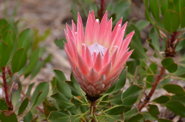 Kirstenbosch King Protea