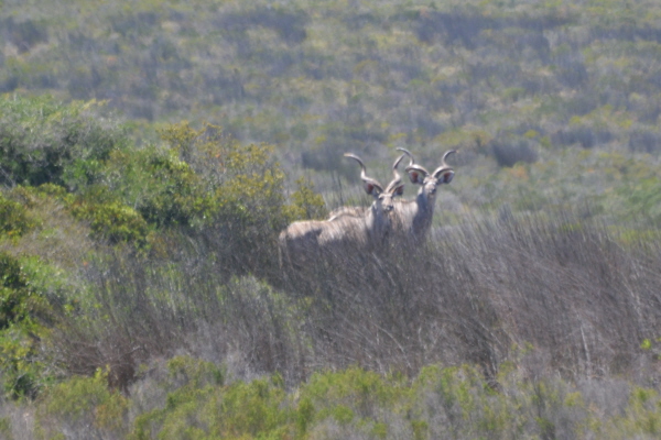 Greater Kudu