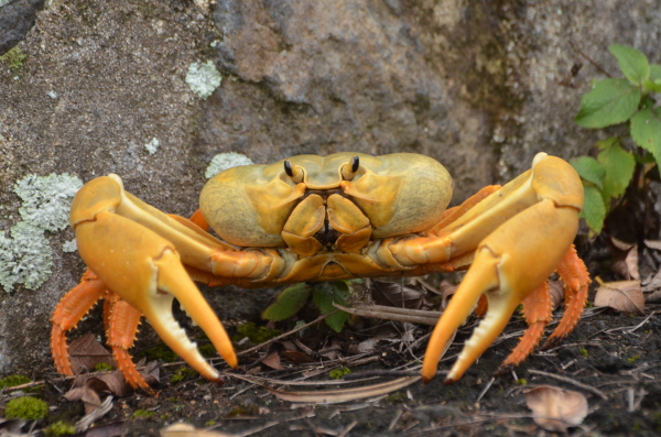 Land Crab - Ascension Island
