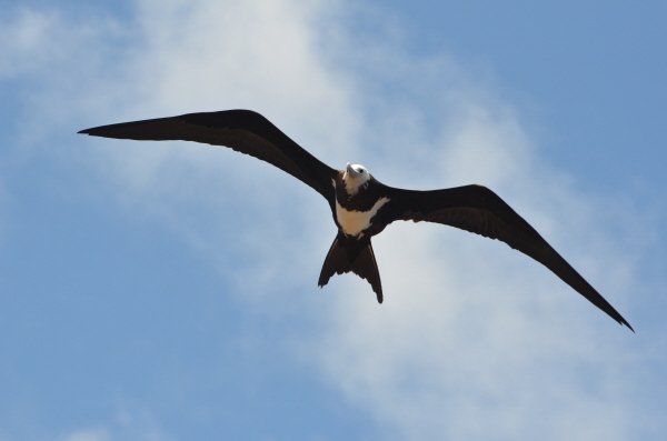 Ascension Frigatebird Juvenile