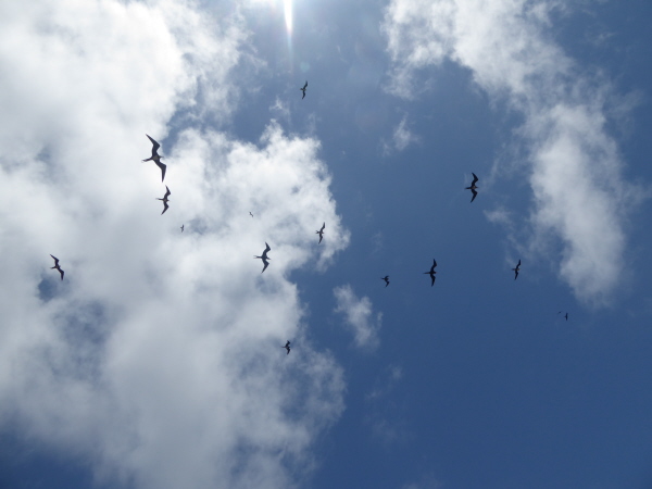 Magnificent Frigatebirds