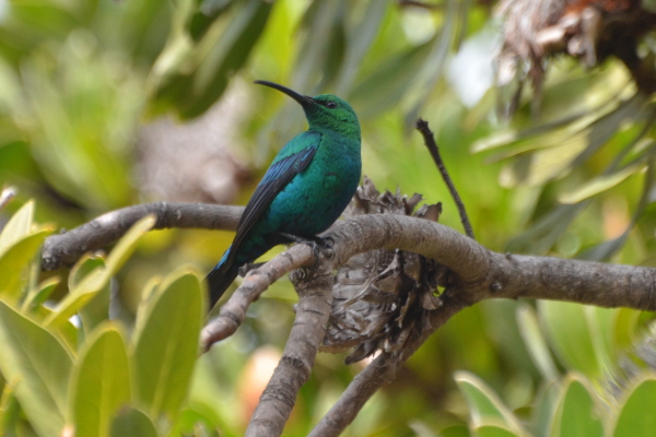 Malachite Sunbird