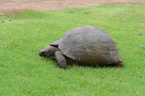 Mountain Tortoise
