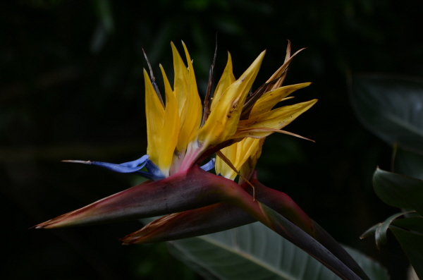 Nelson Mandela Strelizier