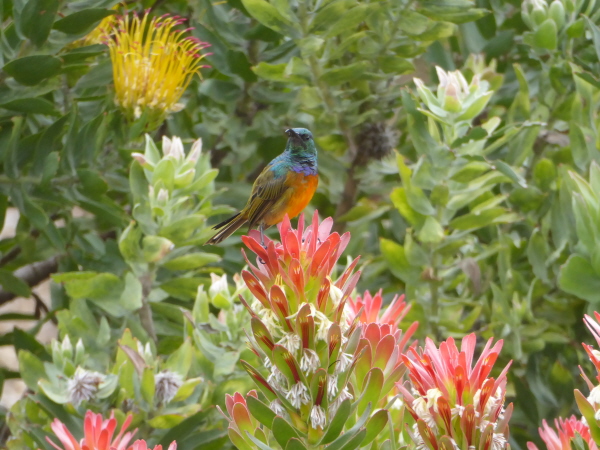 Orange-breasted Sunbird