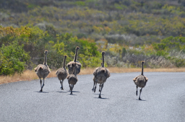 Ostrich chicks