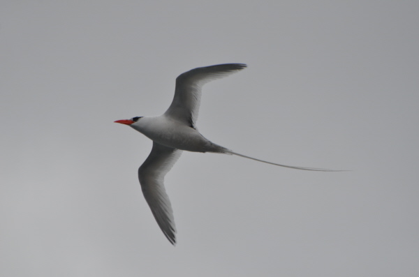 Red-Billed Tropicbird