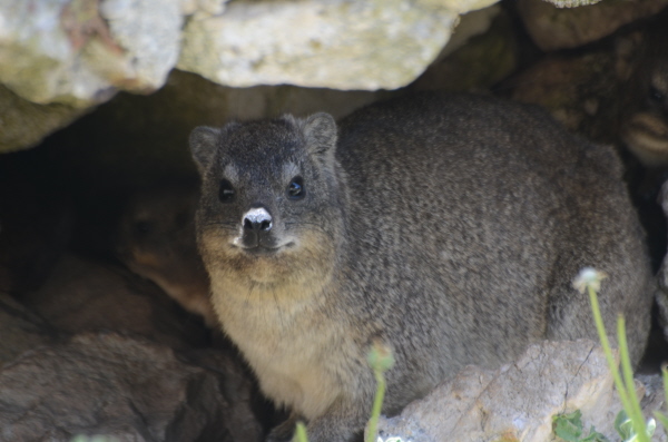 Rock Hyrax (Dassie)