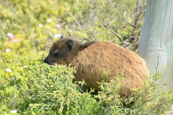 Rock Hyrax (Dassie)