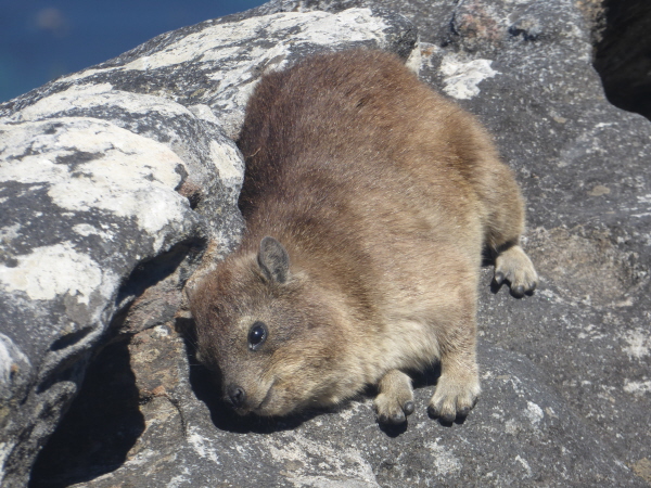 Rock Hyrax (Dassie)
