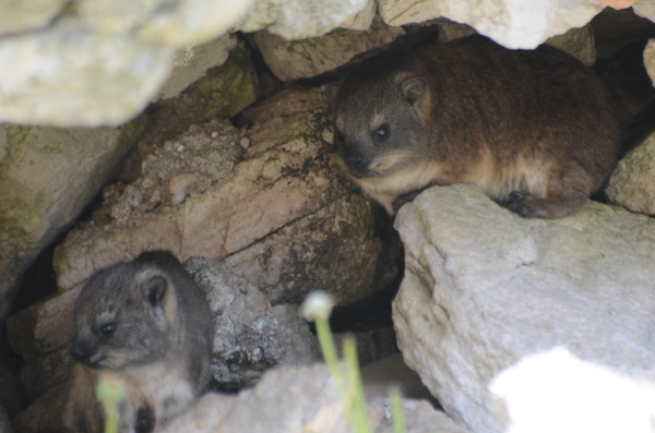 Rock Hyrax (Dassie) 