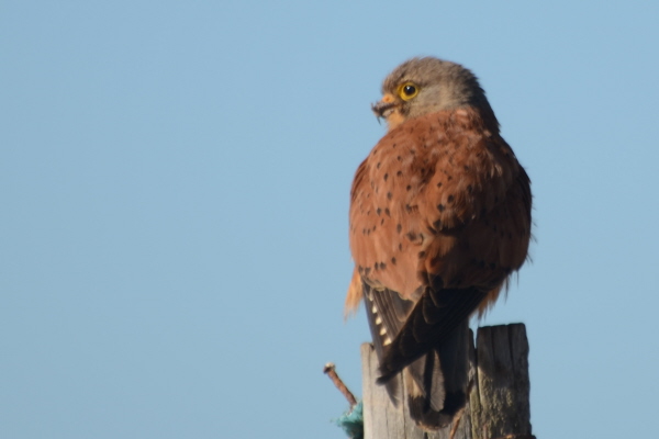 Rock Kestrel
