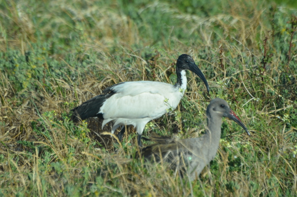Sacred and Hadada Ibis