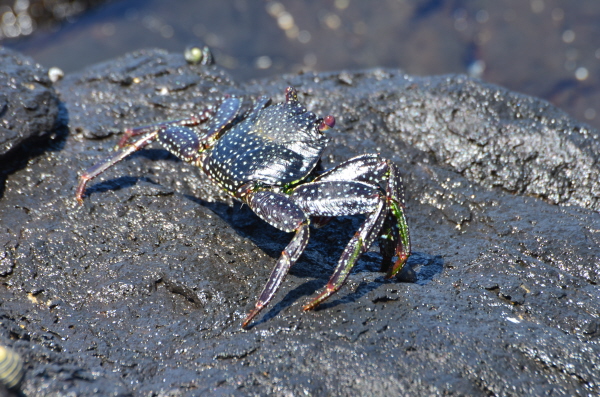 Sea Crab - Ascension Island