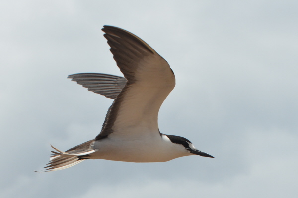 Sooty Tern