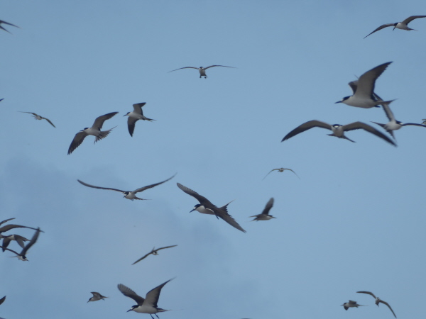 Sooty Terns