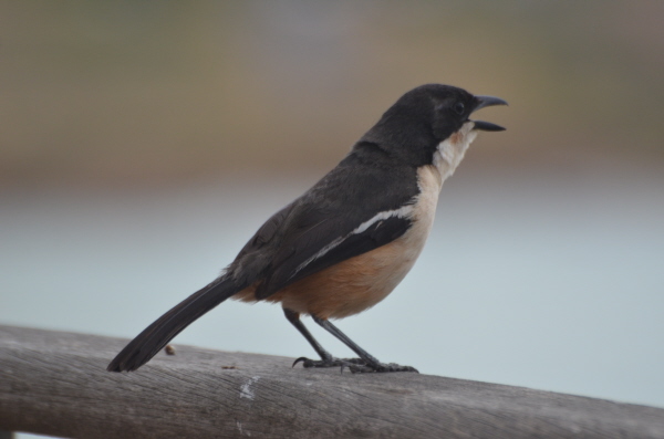 Southern Boubou