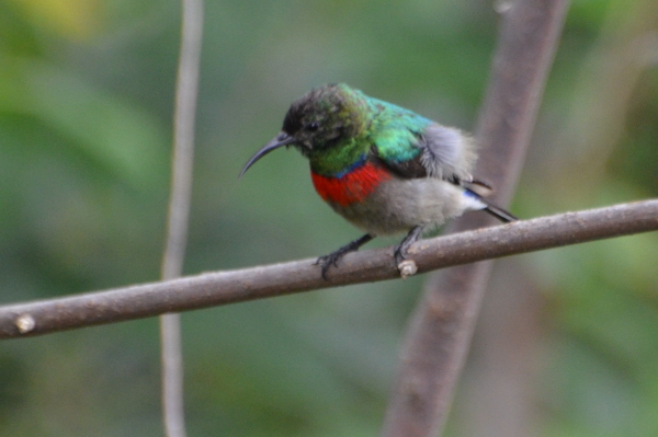 Southern Double-collared Sunbird