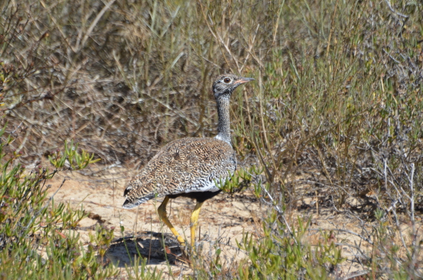 Southern Korhaan