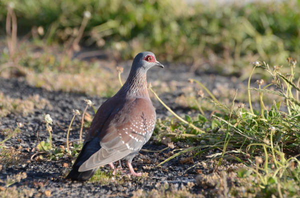 Speckled Pigeon