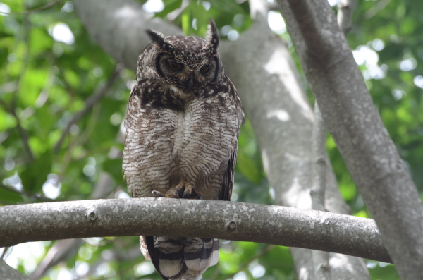 Spotted Eagle-Owl