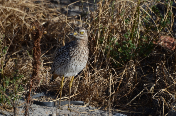Spotted Thick-Knee