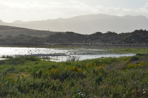 Strandfontein's birds