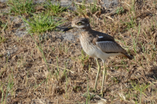 Water Thick-Knee