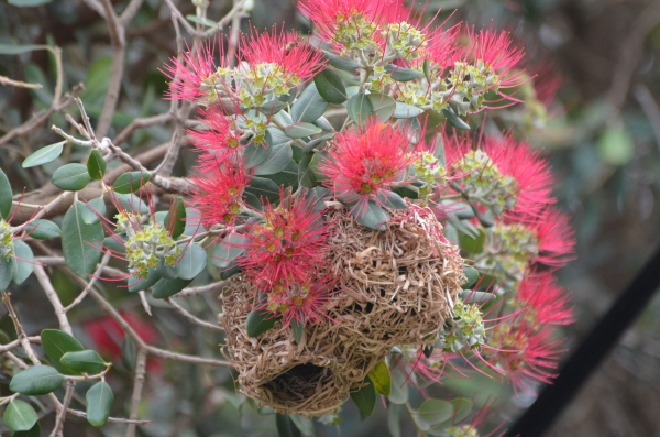 Weaver nests in the bushes