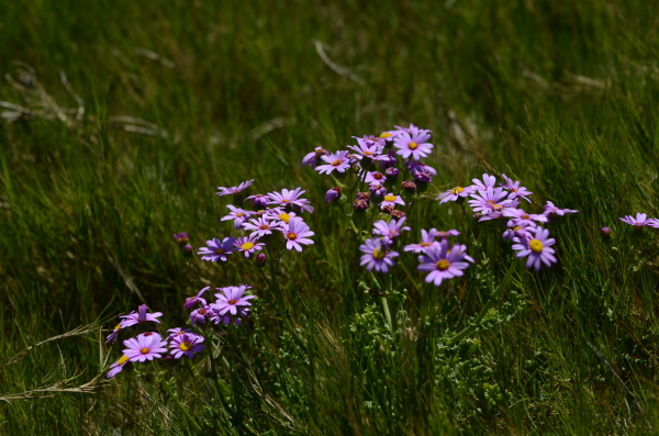 Wild flowers
