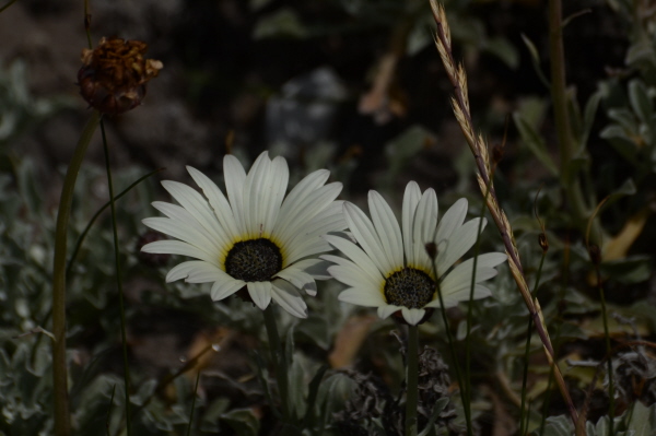 Wild flowers Osteospermum