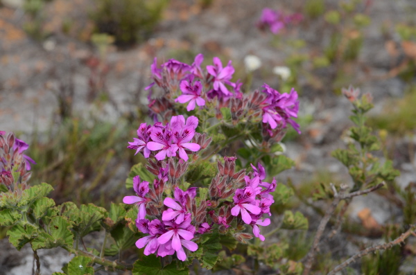 Wild flowers Geranium