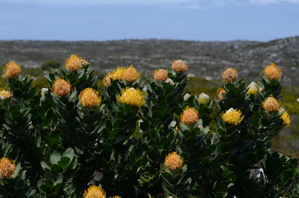 Wild flowers Leucospermum
